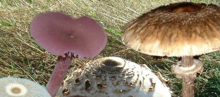 fungi